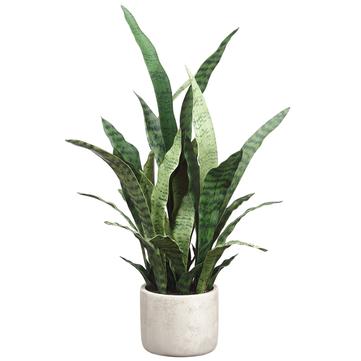 28" Sansevieria Plant In Cement Pot - Florals and Foliage