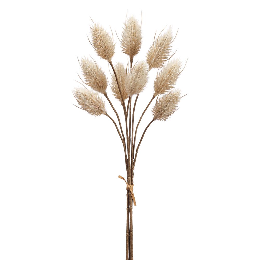 14" Hare's Tail Bundle x3 ( Beige )- Florals And Foliage