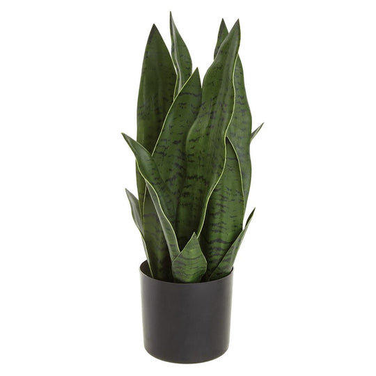 17" Sansevieria Plant in Plastic Pot Green Dark