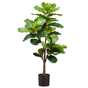 56" Fiddle Leaf Plant in Plastic Pot - Florals and Foliage