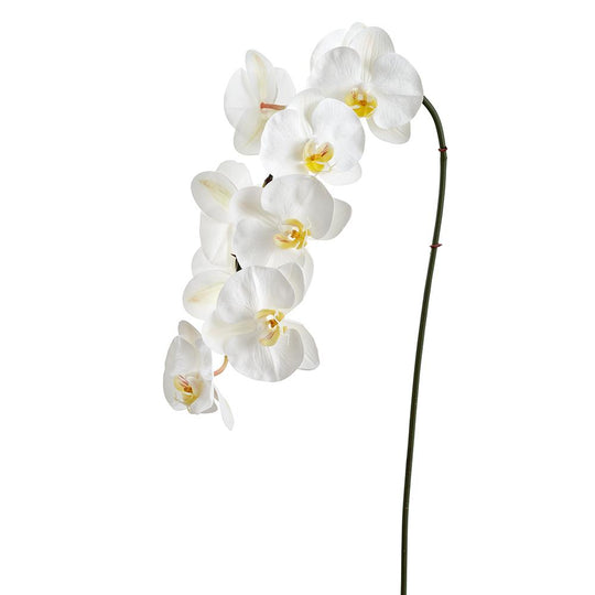37" Phalaenopsis Orchid Spray (White)