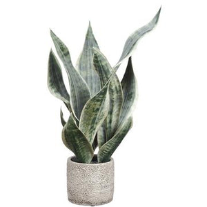 
            
                Load image into Gallery viewer, 18&amp;quot; Sansevieria Plant in Cement Pot - Florals and Foliage
            
        