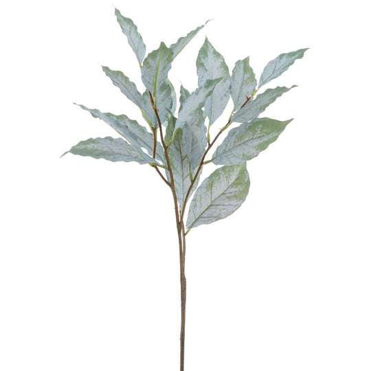 26" Coffee Bean Leaf Spray  Green Grey