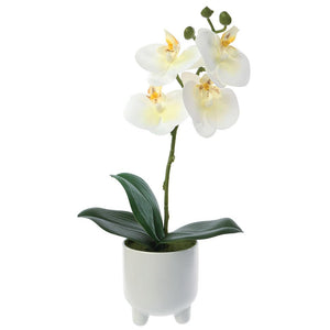12" Phalaenopsis Plant Ceramic Pot - Florals & Foliage