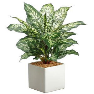 17.75" Dieffenbachia Plant in Ceramic Pot - Florals and Foliage