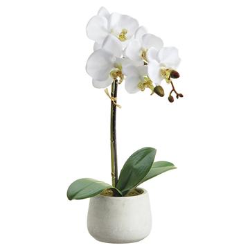 16" Phalaenopsis Plant - Florals & Foliage