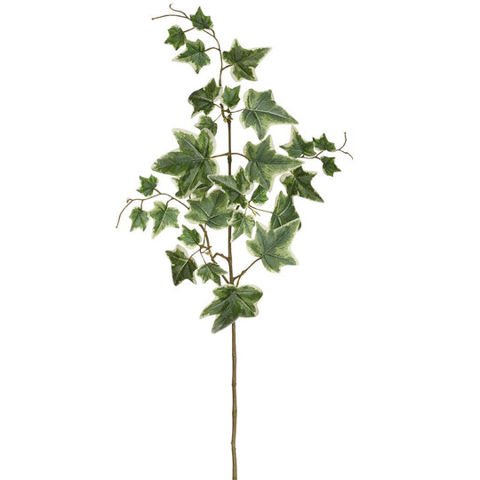 28.5" Ivy Spray  Green Cream