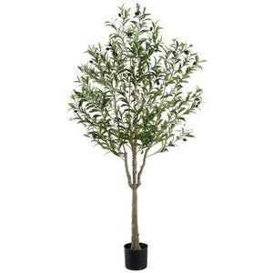 63" Olive Tree In Plastic Pot - Florals and Foliage