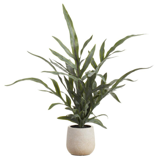 18" Java Fern Plant in Plastic Pot Green