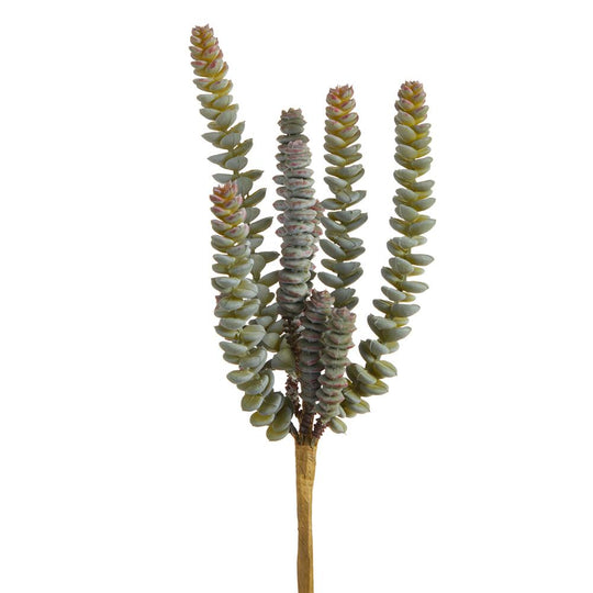 11.5" Worm Sedum Pick Green Grey