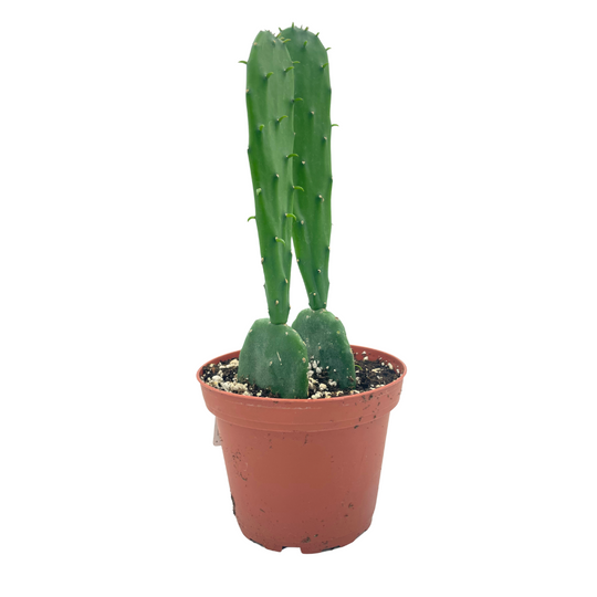 2.5" Grafted Moon Cactus in Ceramic Pot