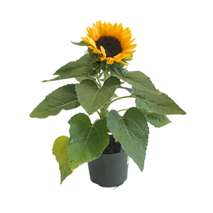 5" Sunflower