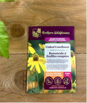 Northern Wildflowers Cutleaf Coneflower- Seed Pack 80  Count