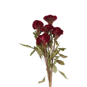 Celosia Natural Burgundy (5 stem)