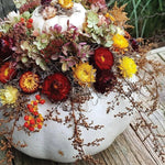 Morning Dew Farms | Dried Flower Pumpkin Workshop (Sat. Oct. 7 @ 2 PM)
