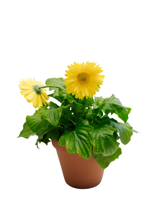 5" Gerbera Daisy  - Anderdon Public School