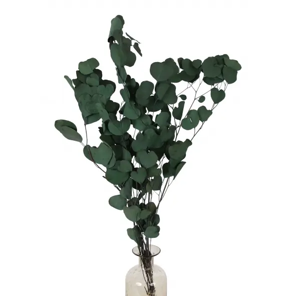 Preserved Silver Dollar Eucalyptus - Green (sleeved)