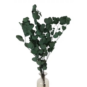 Preserved Silver Dollar Eucalyptus - Green (sleeved)