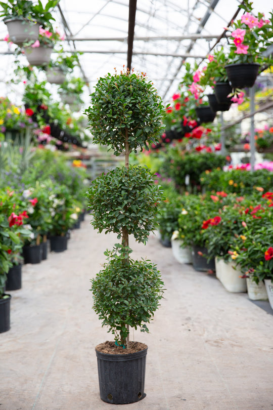 10" Eugenia Topiary 3-Ball