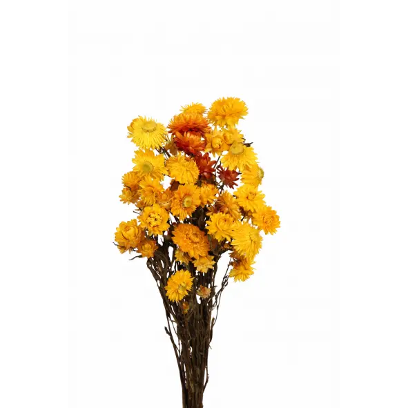 
            
                Load image into Gallery viewer, Helichrysum Yellow
            
        