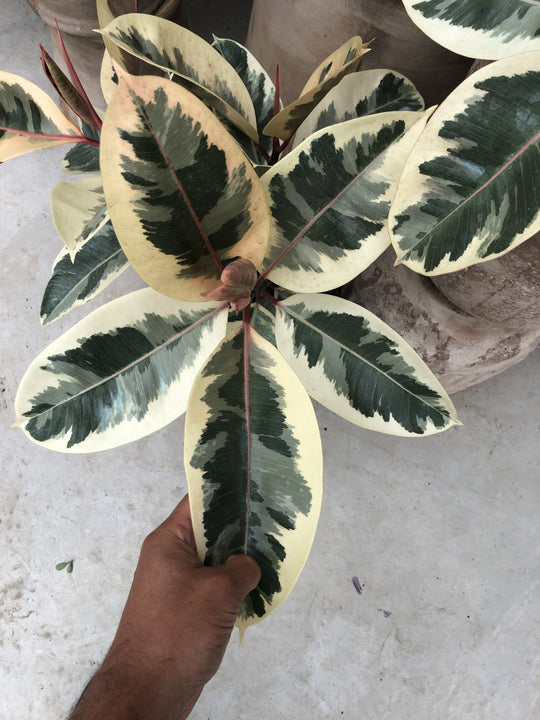 10" Ficus Elastica Rubber Tree ‘Tineke’