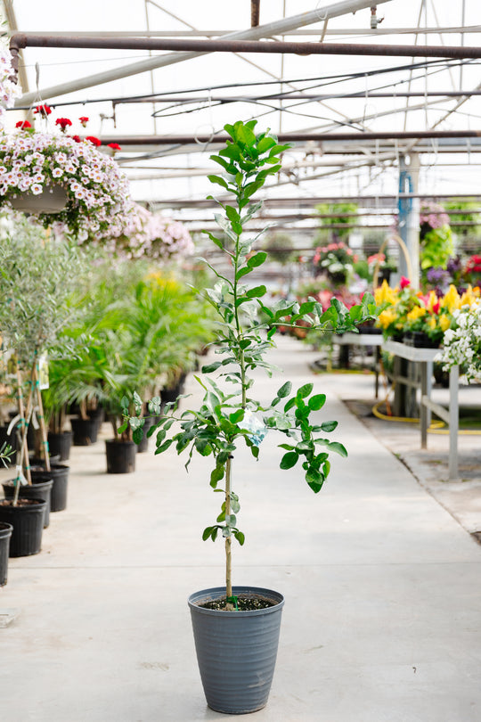 10" Standard Kaffir Lime Tree