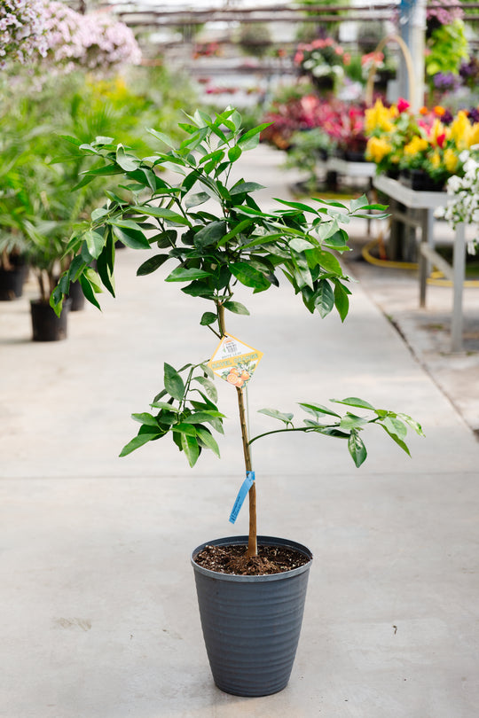 10" Standard Washington Navel Orange