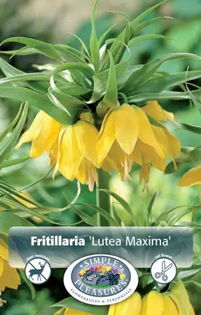 Fritillaria Lutea Maxima