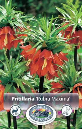 Fritillaria Rubra Maxima Bulbs