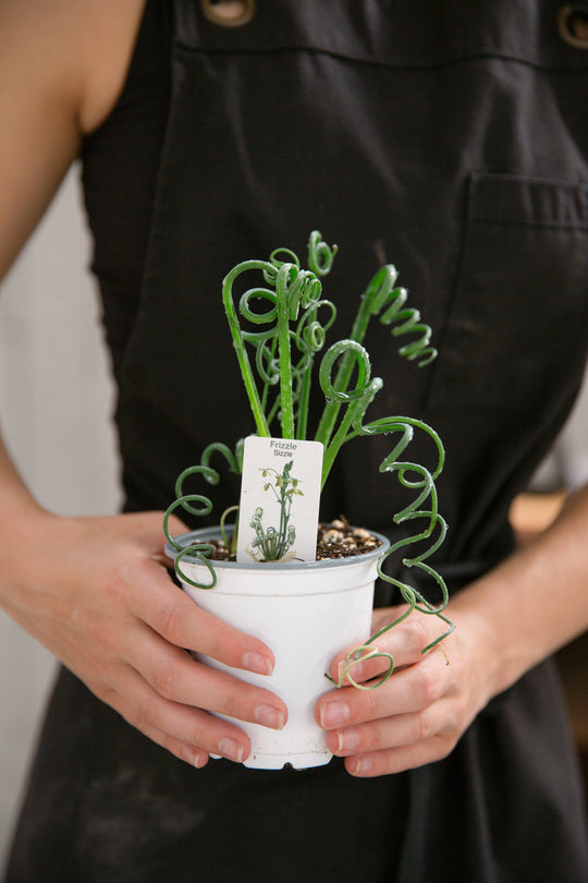 4" Albuca 'Frizzle Sizzle'