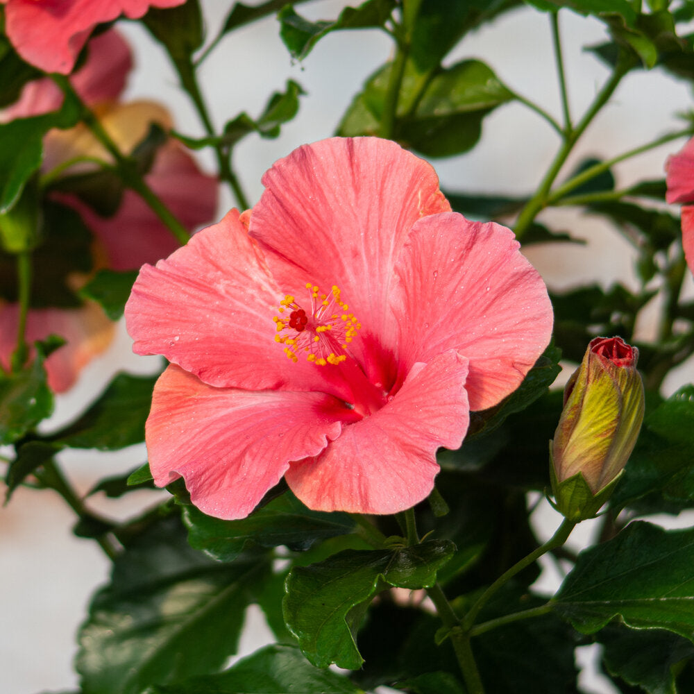 
            
                Load image into Gallery viewer, 10&amp;quot; Hollywood Hibiscus Bush (Multiple Colours)
            
        