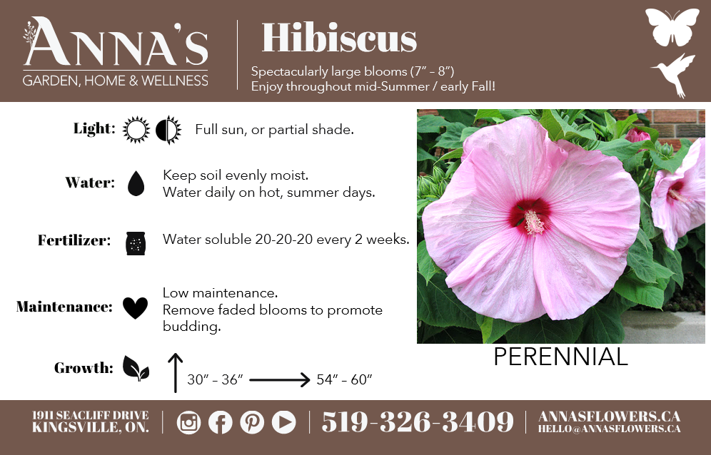 Hibiscus Summerific Perfect Storm Rose Mallow PW