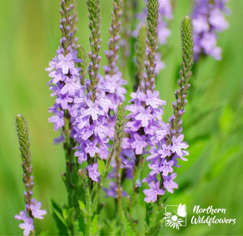 Northern Wildflowers Hoary Vervain- Seed Pack 100  Count