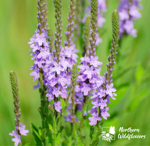 Northern Wildflowers Hoary Vervain- Seed Pack 100  Count