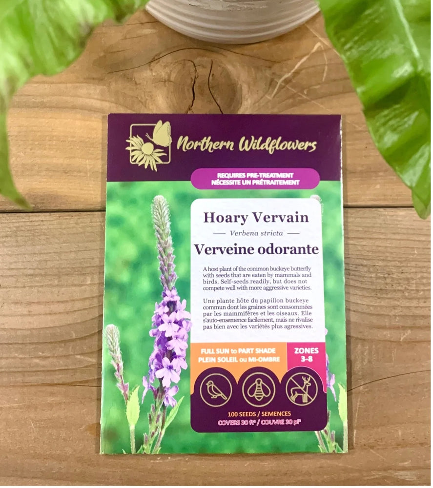 Northern Wildflowers Hoary Vervain- Seed Pack 100  Count