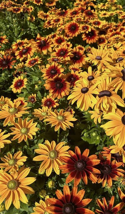 10" Fall Planter - Sunbeckia / Sunmagic