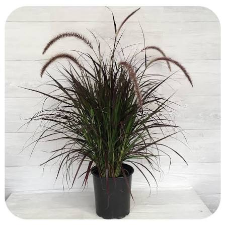 10" Purple Fountain Grass