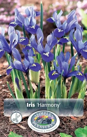 Iris Botanical Reticulata Harmony Bulbs