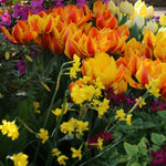 Outdoor Spring Planter Workshop (Sun., Apr. 7 @ 11AM)