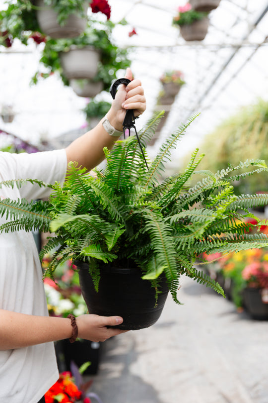 11” Kimberly Fern Hanging Pot