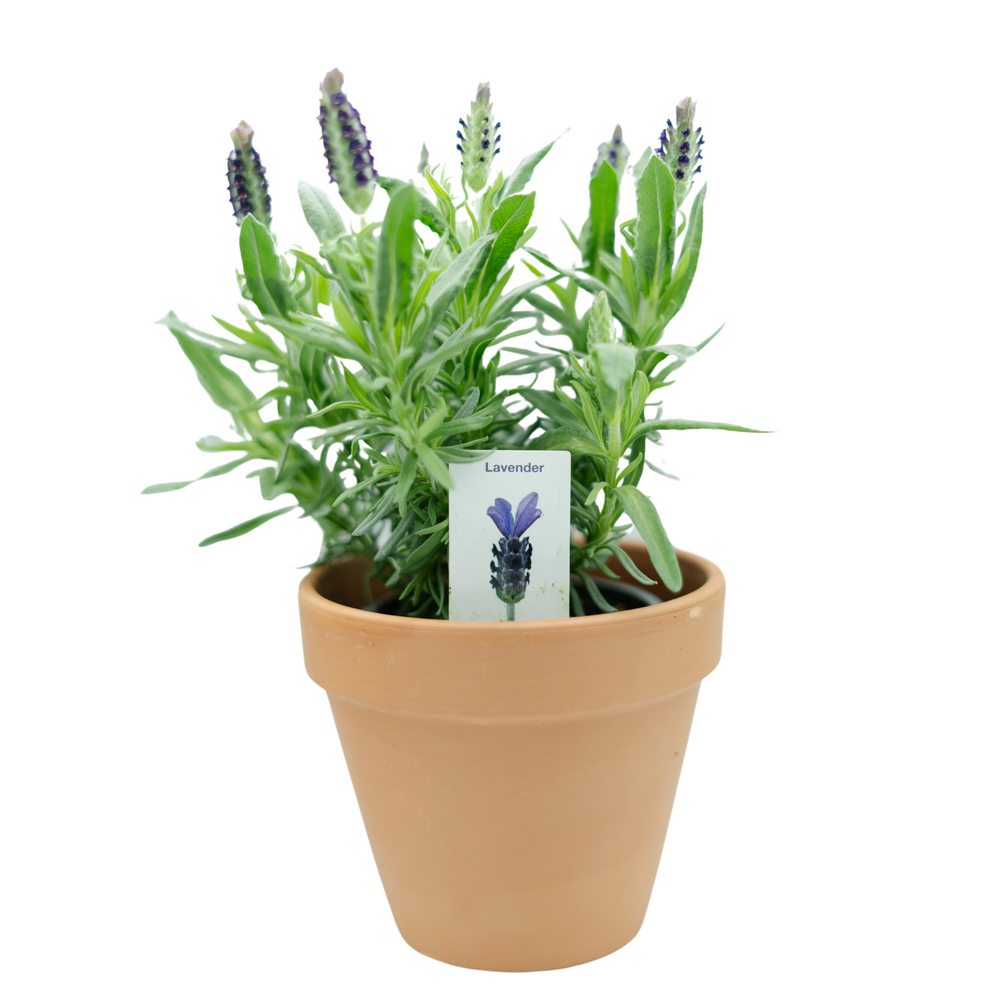 4" Anouk Lavender
