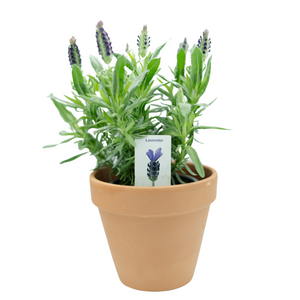 4" Anouk Lavender