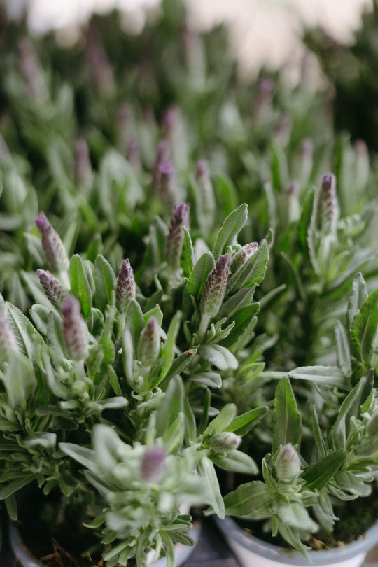 4" Majestic Lavender