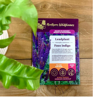 Northern Wildflowers Leadplant- Seed Pack 80  Count
