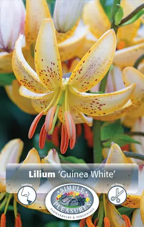 lily guinea white Lilium Guinea White Bulbs – Anna's Garden, Home & Wellness
