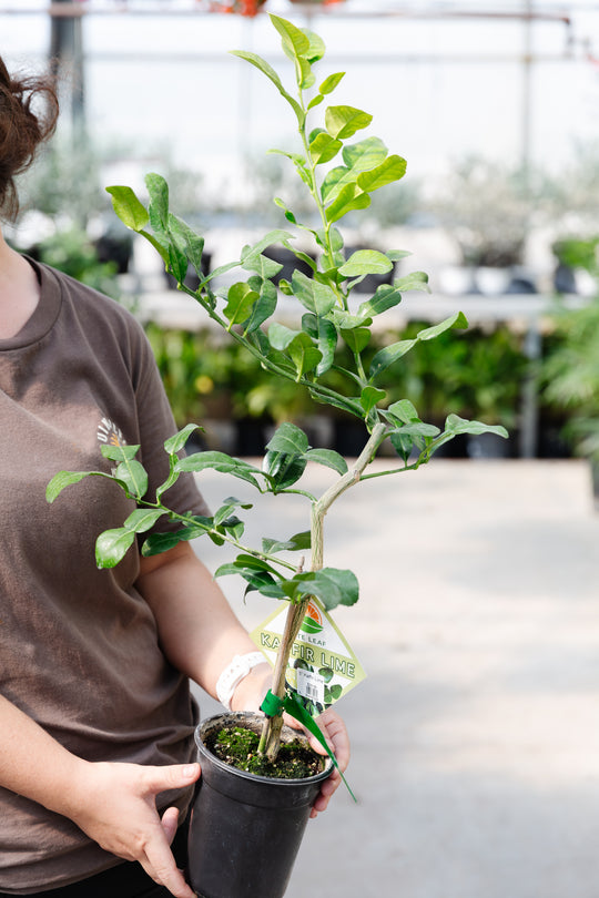 5" Kaffir Lime