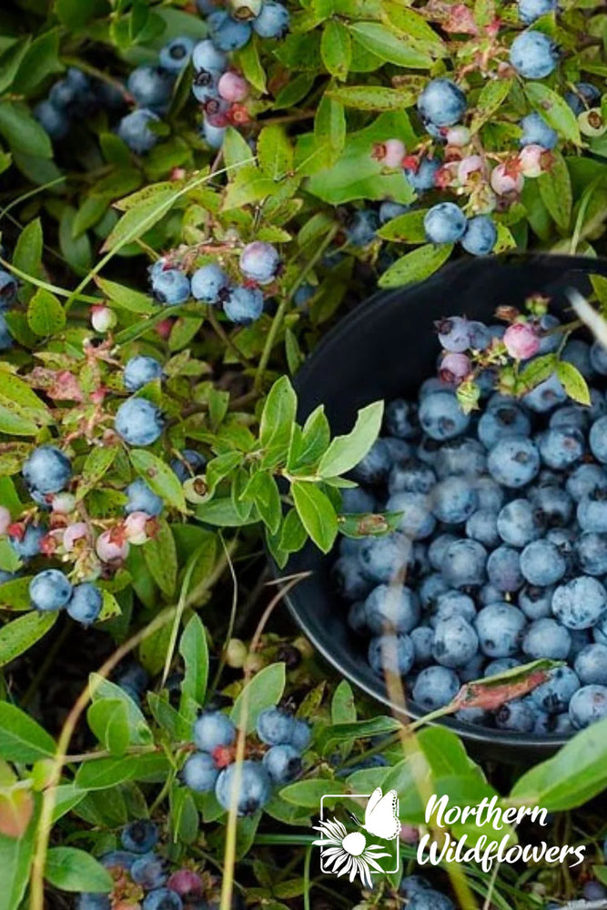 Northern Wildflowers Wild Lowbush Blueberry- Seed Pack 200  Count