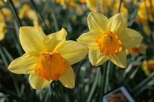 Daffodils Large Cup Fortune Bulbs