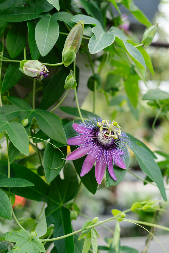12" Tropical Passion Vine