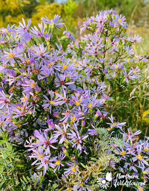 Northern Wildflowers Smooth Blue Aster- Seed Pack 325  Count